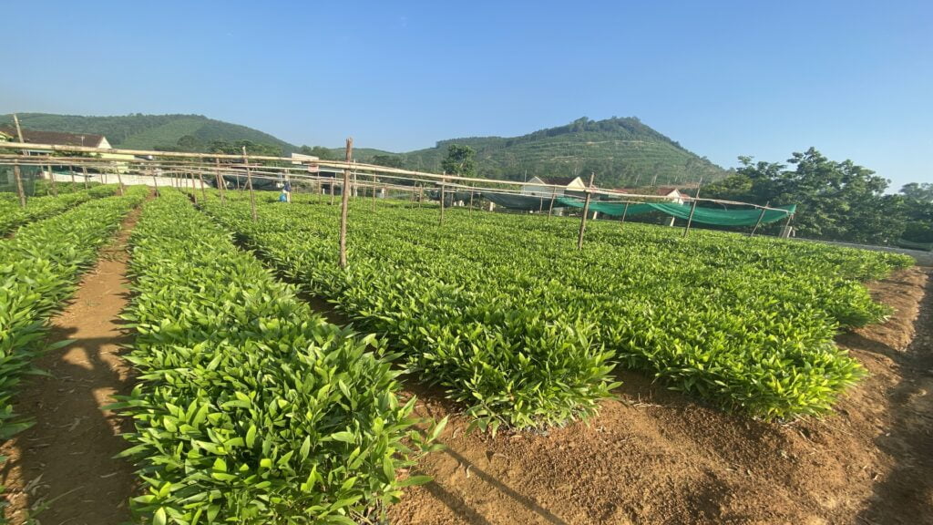Tăng Thu Nhập Với Giống Tràm Năng Suất Cao Từ Vườn Ươm Nam Hải