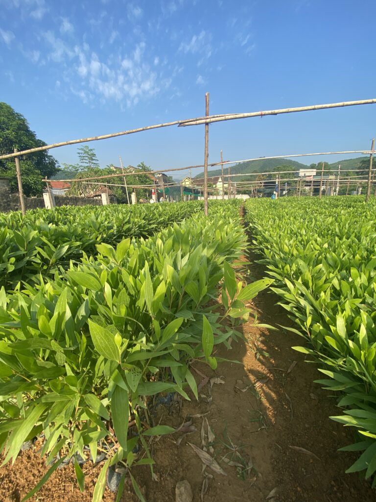 Giải Pháp Trồng Tràm Toàn Diện – Vườn Ươm Nam Hải