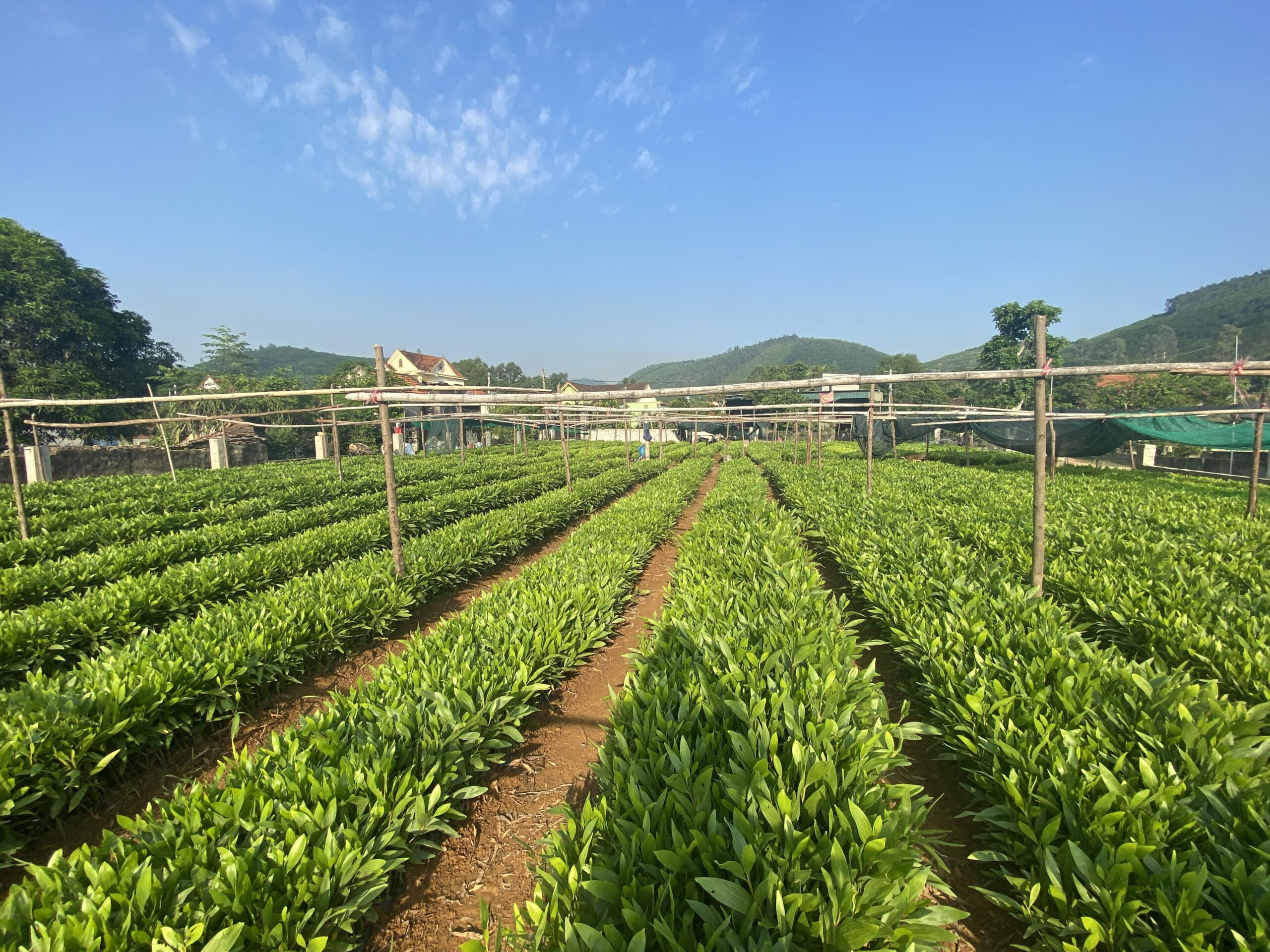 Vườn Ươm Nam Hải – Nơi Cung Cấp Cây Giống Tràm Uy Tín Và Chất Lượng