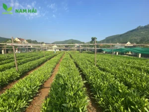 Cây Tràm Hom Giống, Kiến Thức Chăm Sóc Cây, Vườn Ươm Nam Hải