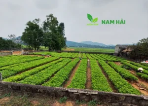 Vườn Ươm Nam Hải: Nhà Cung Cấp Cây Giống Tràm Uy Tín Tại Nghệ An