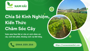 vườn ươm nam hải