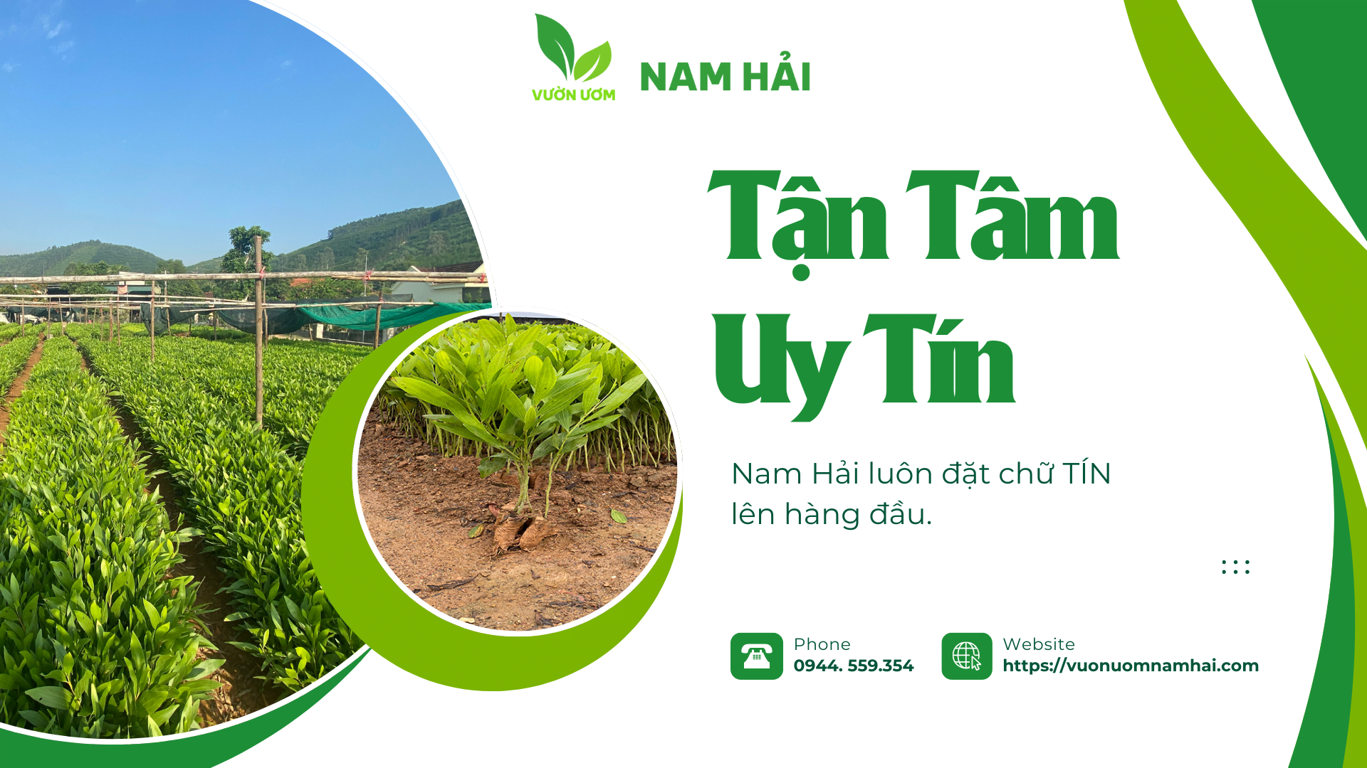 Cây Giống Tràm Chất Lượng Cao – Giúp Nông Dân Tăng Năng Suất Tại Vườn Ươm Nam Hải