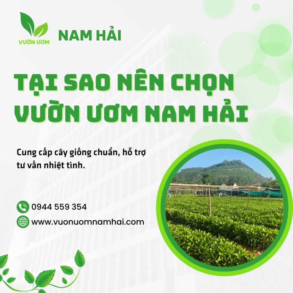 Vườn Ươm Nam Hải, Cây Giống Tràm Hom (Tràm Cành)