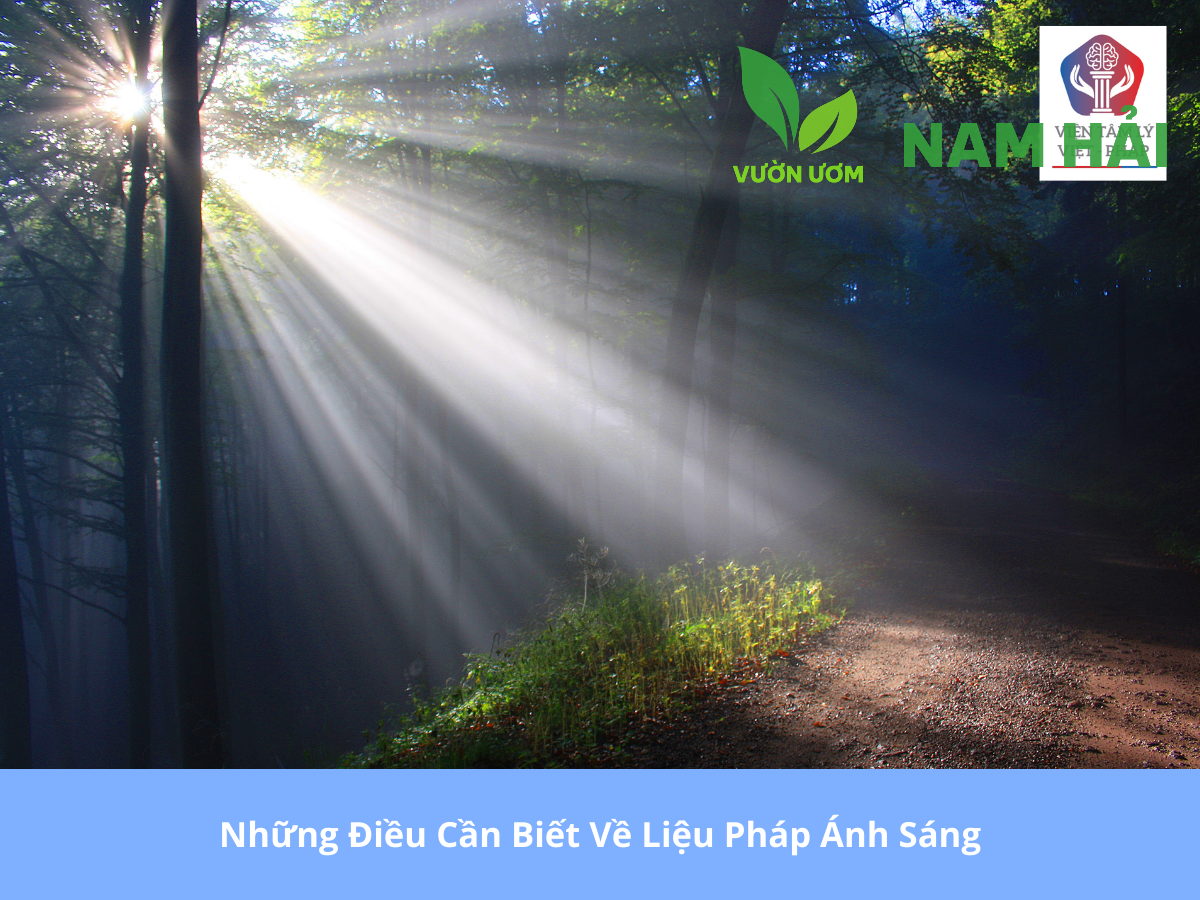 Ánh sáng cho tràm
