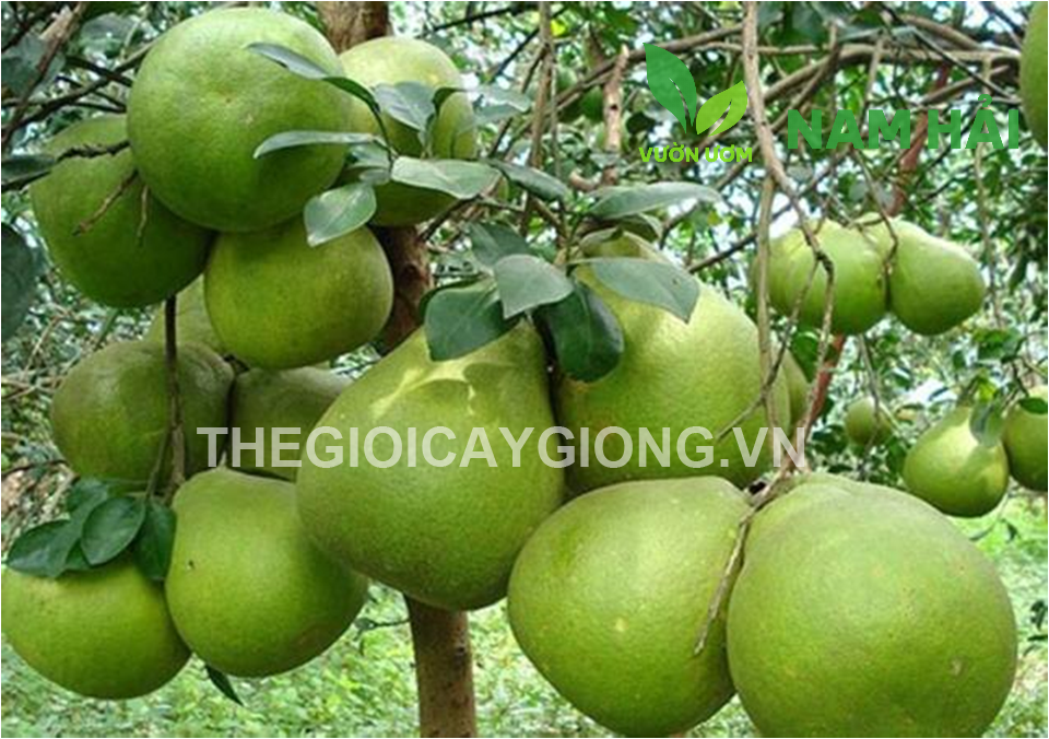 Các loại cây giống