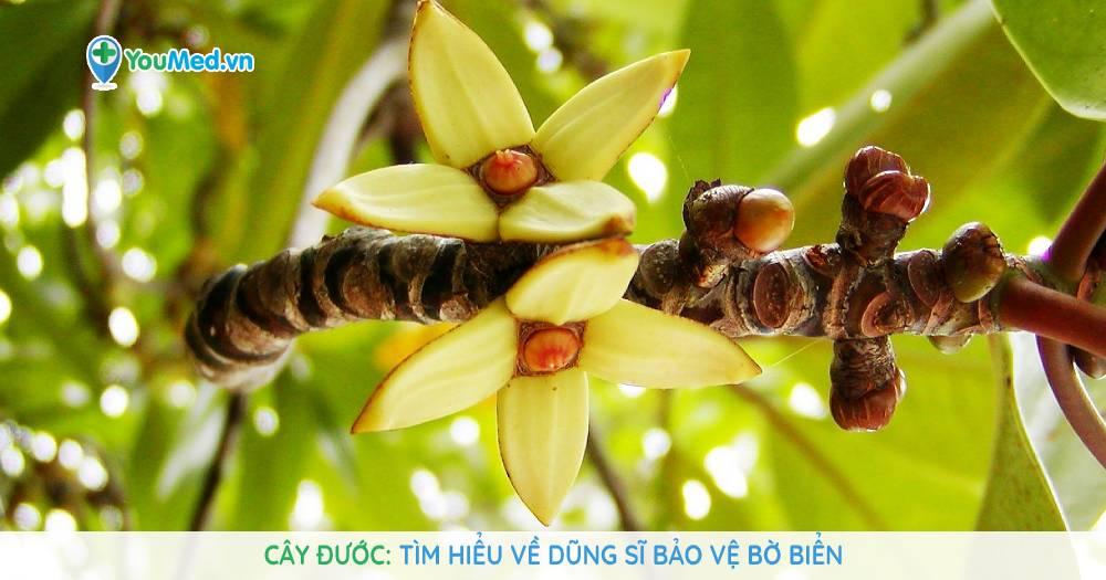 Cây Đước
