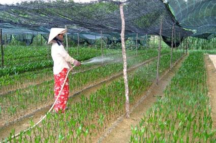 Chọn Cây Giống Tràm Lựa Chọn Quan Trọng