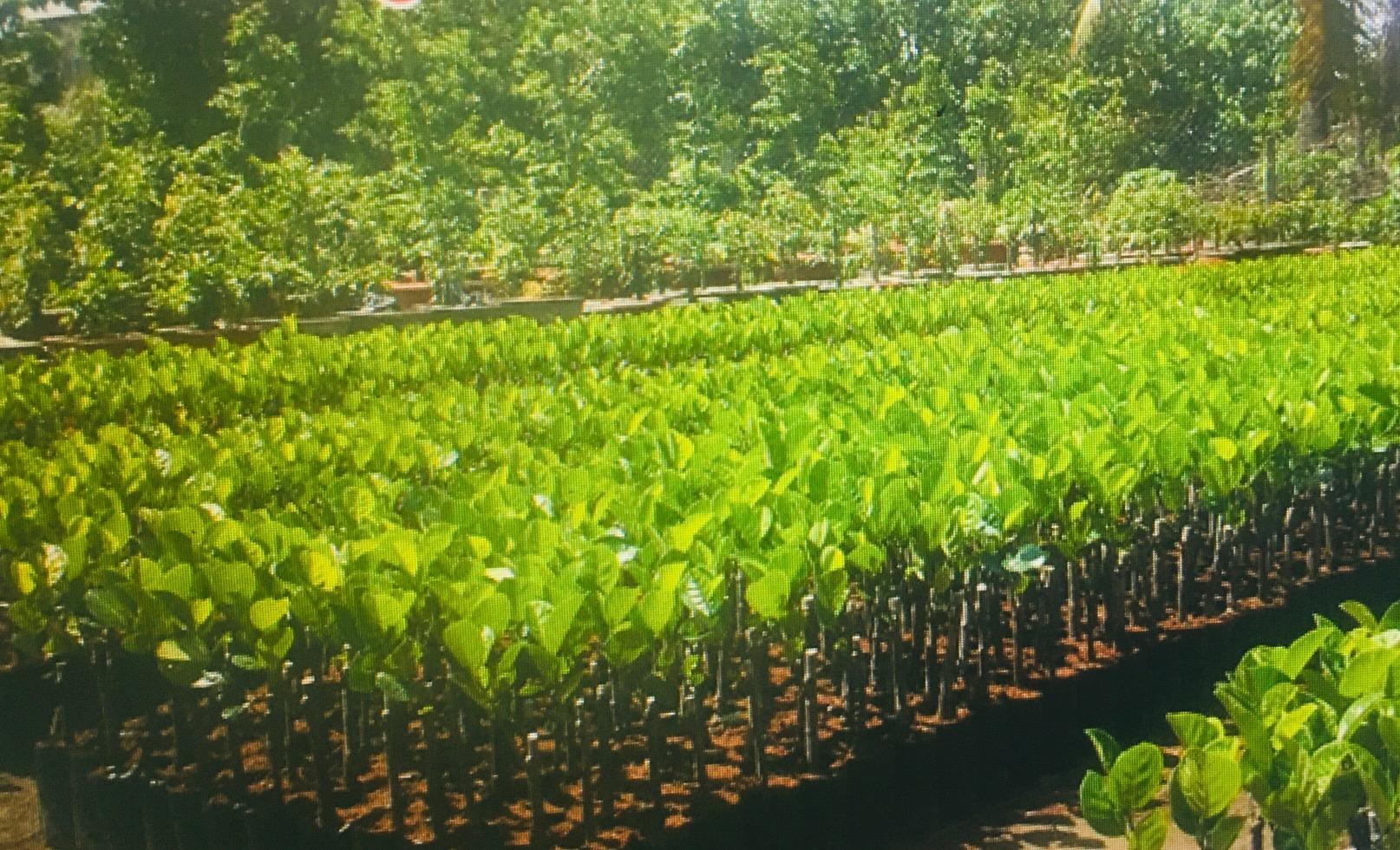 Chăm sóc cây giống