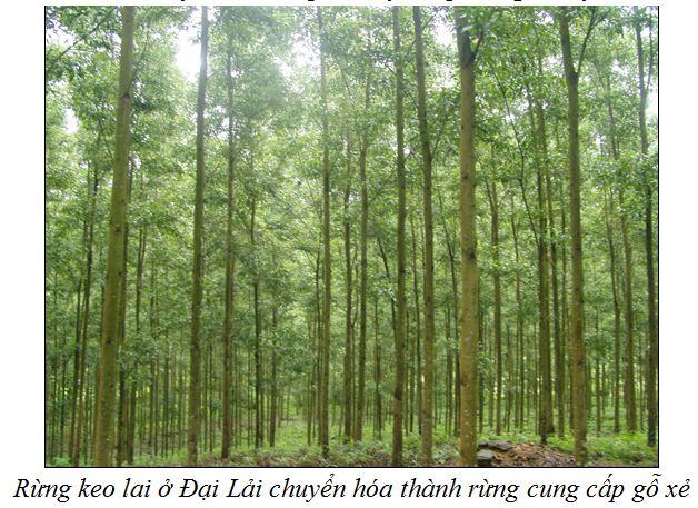 Che chắn cho cây tràm hom