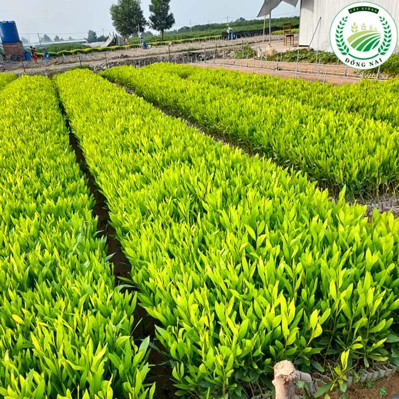 Chọn giống tràm
