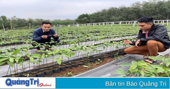 Giống cây mới tại vườn ươm