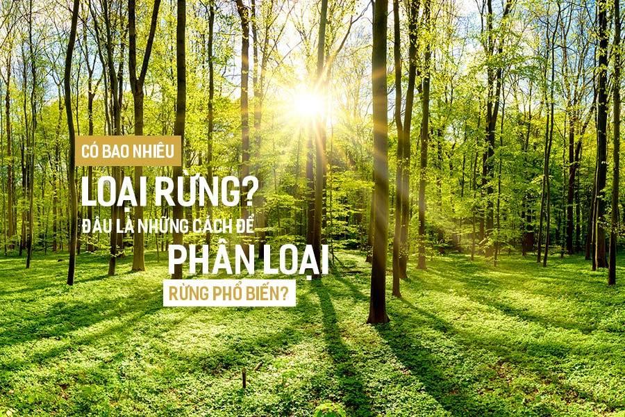 Các giống cây trồng rừng phổ biến