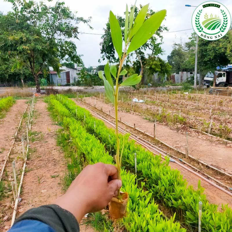 Cây keo lai giống chất lượng cao
