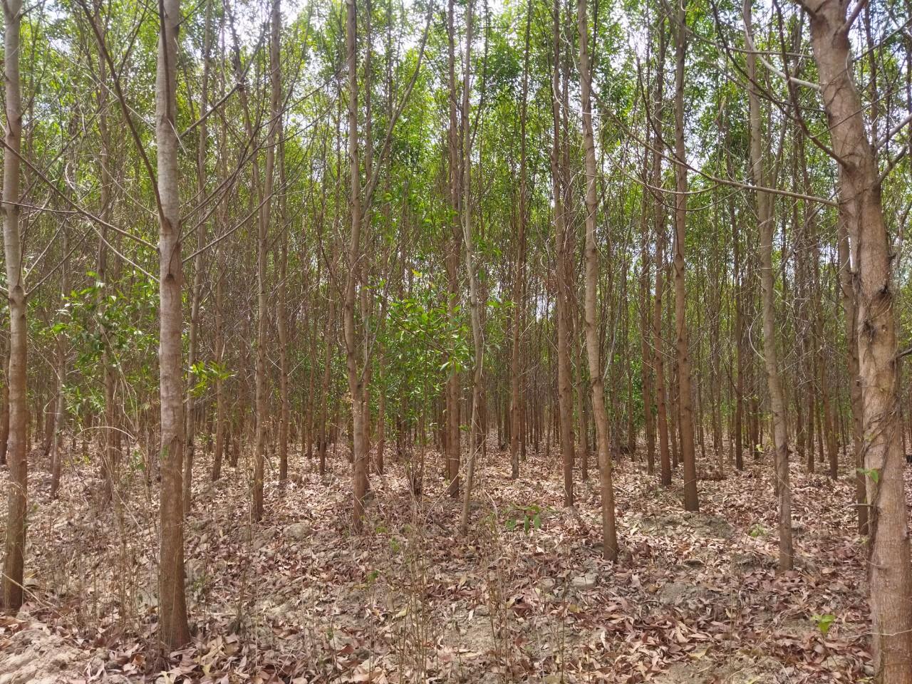 Keo lai