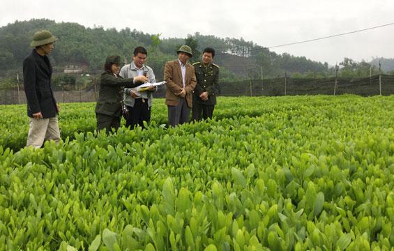 Kiểm tra cây giống