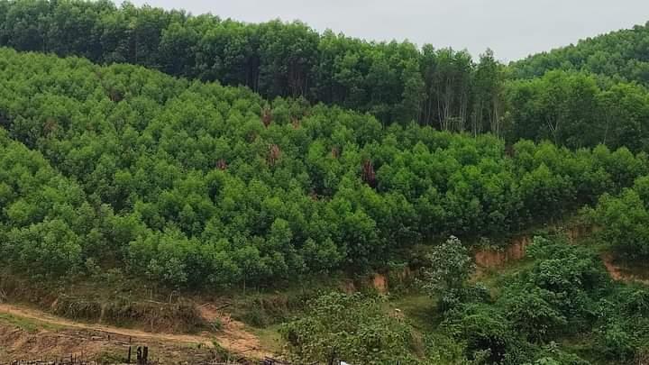 Phun Thuốc Trừ Nấm Cho Tràm Giống