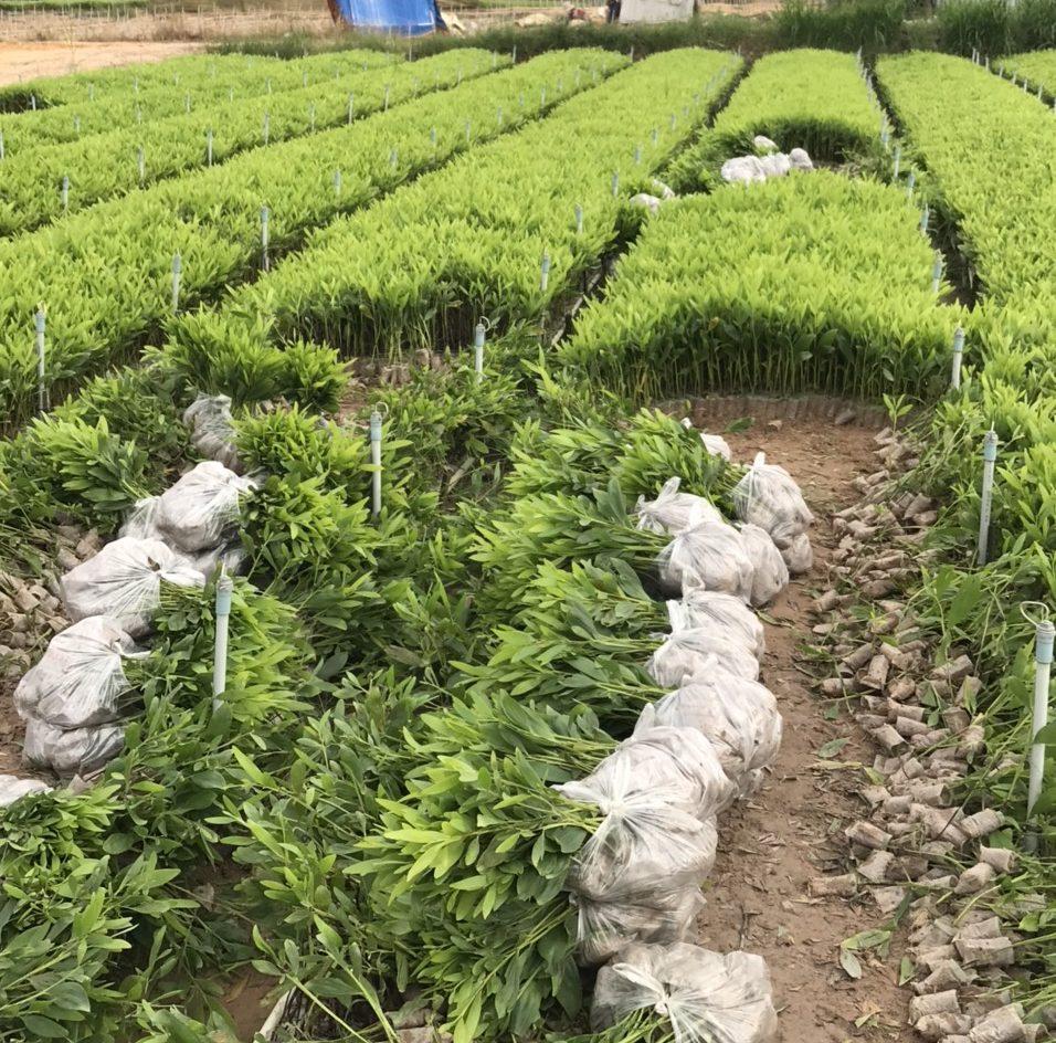 Cây Tràm Giống Khỏe Mạnh