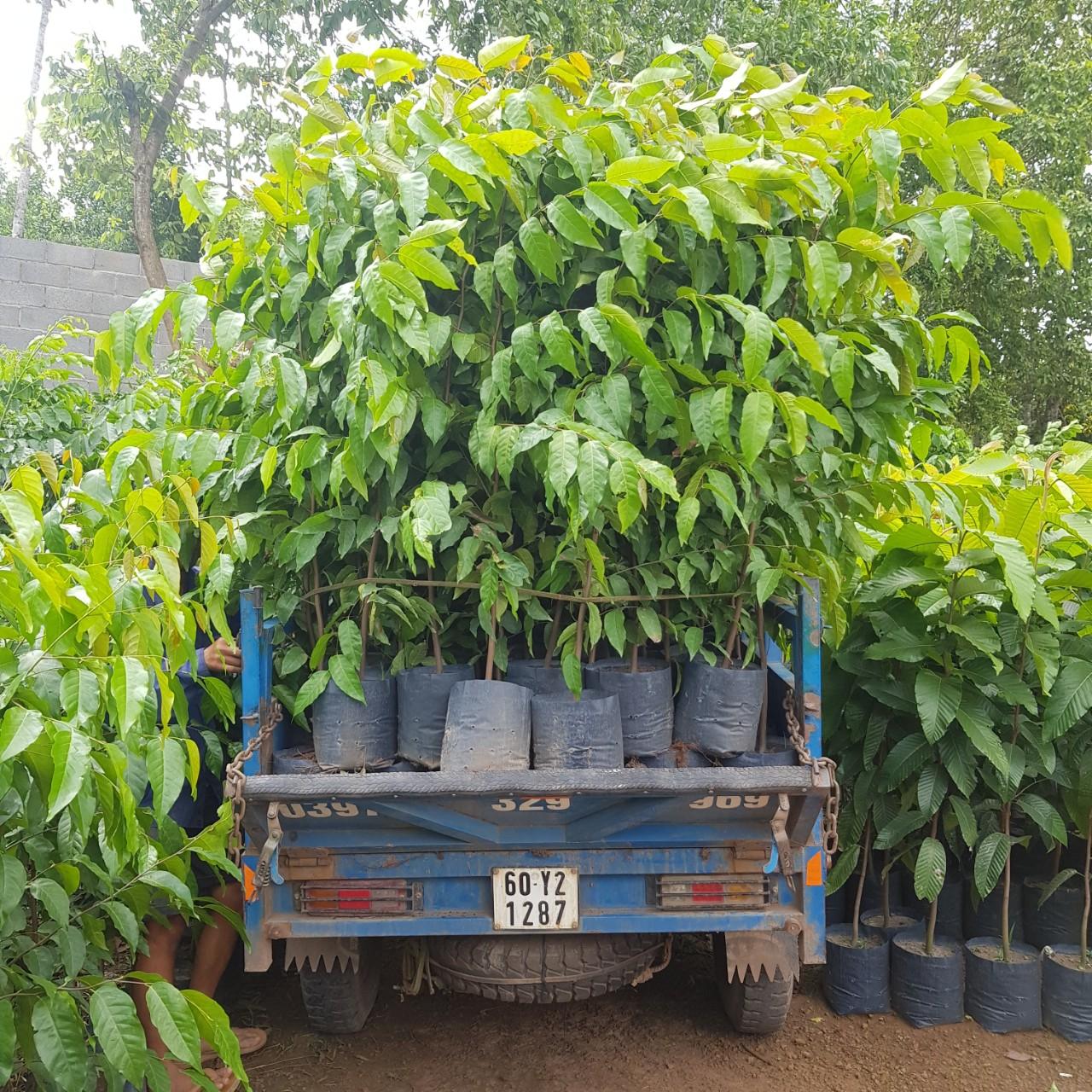 Giâm cành tràm hom