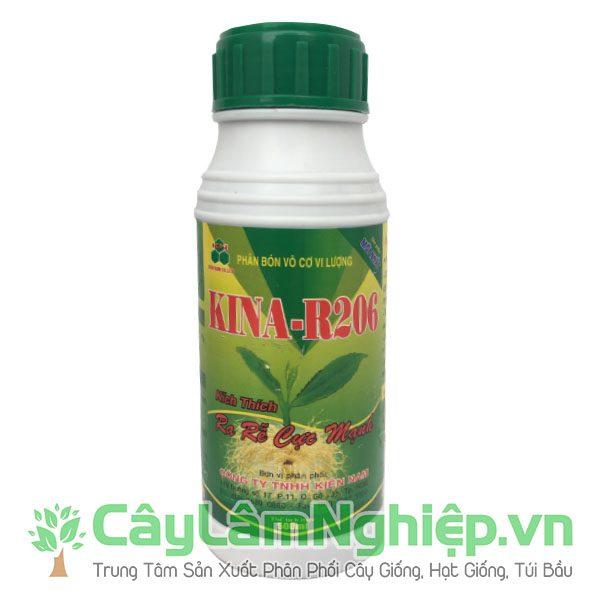 Tràm hom ra rễ