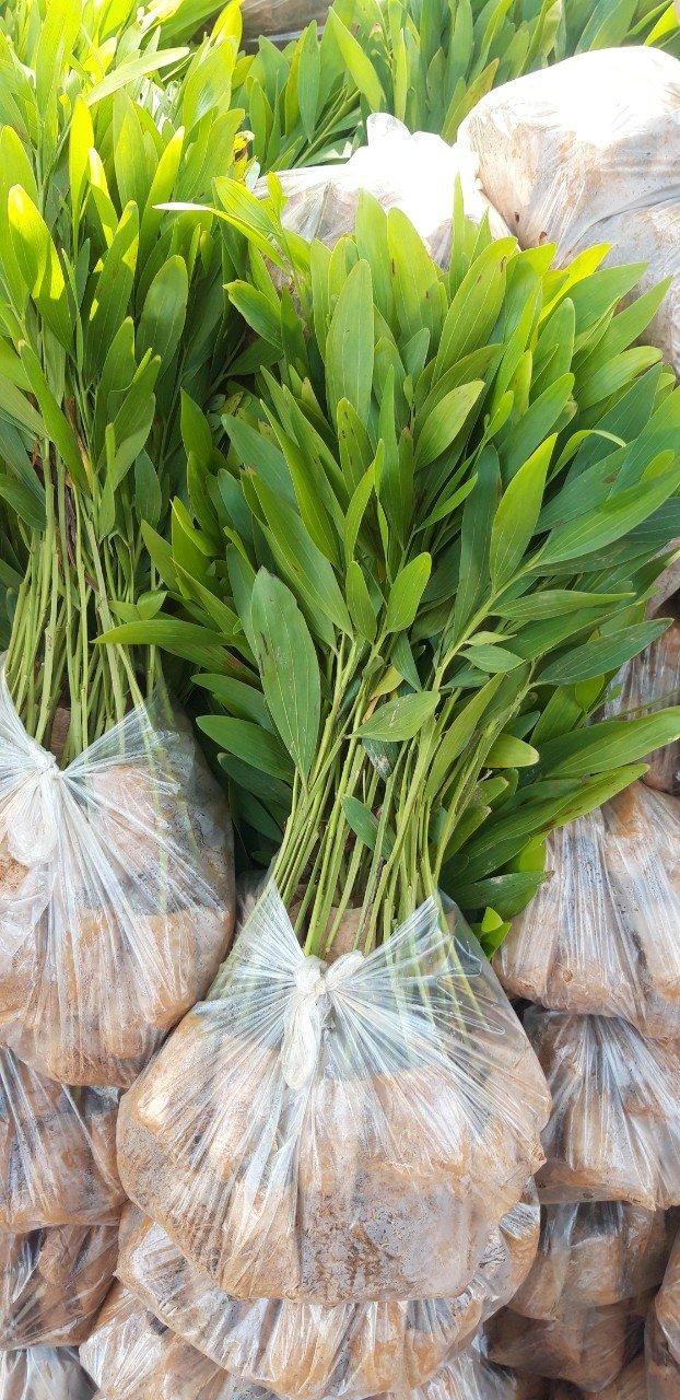 Tràm hom trong vườn ươm