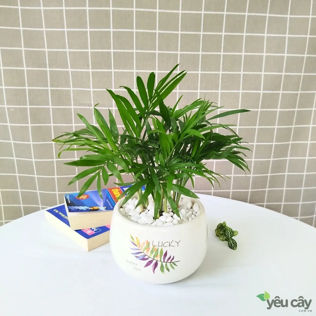 Tưới nước đầy đủ cho tràm cành