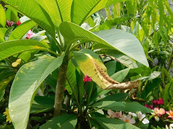 Cây giống bị vàng lá