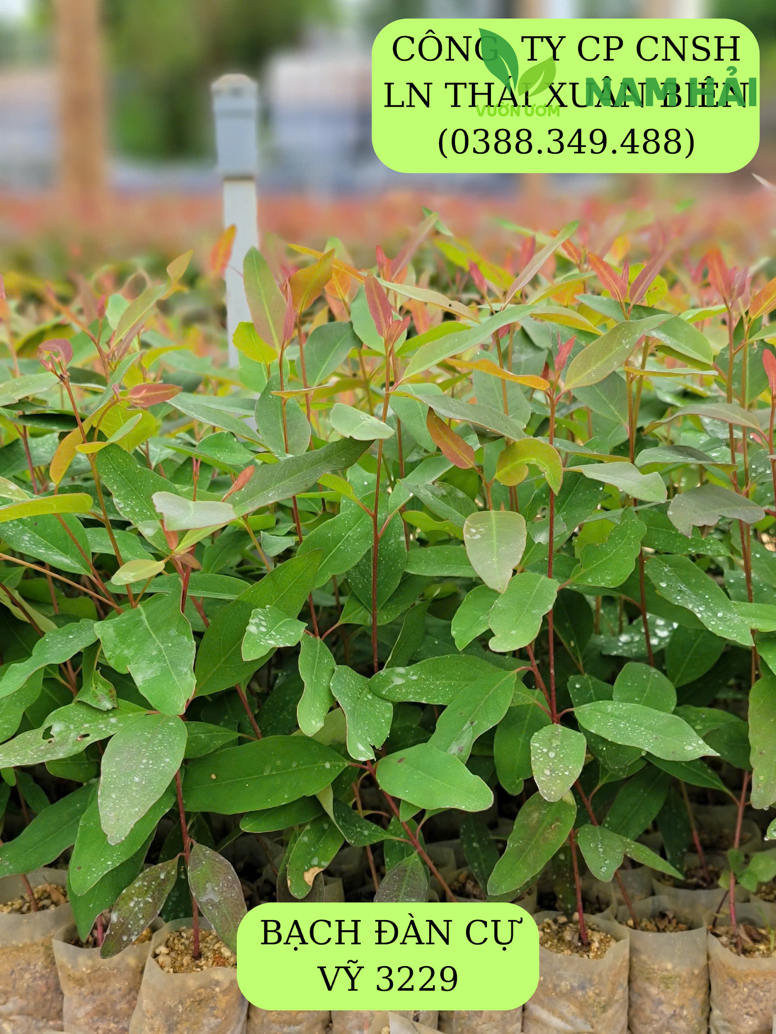 Đặc tính gỗ bạch đàn 3229