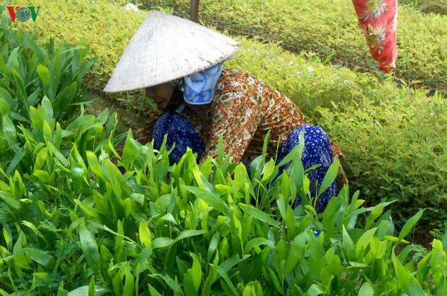 Cây giống Bạch đàn mô chất lượng cao tại Vườn Ươm Nam Hải