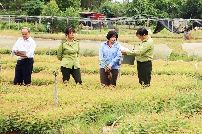 Bạch đàn U16