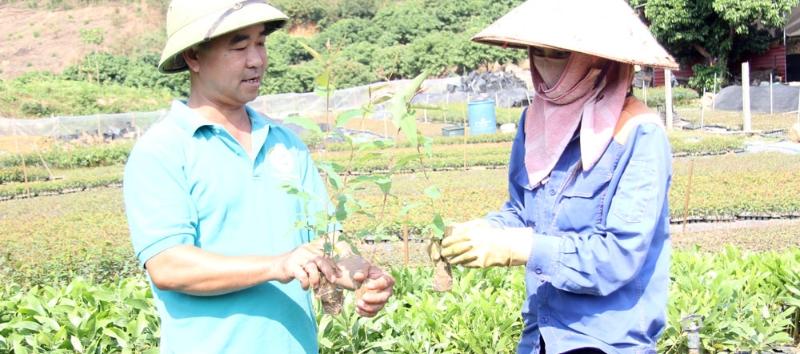 Cây bạch đàn U16 giống mô khỏe mạnh tại vườn ươm