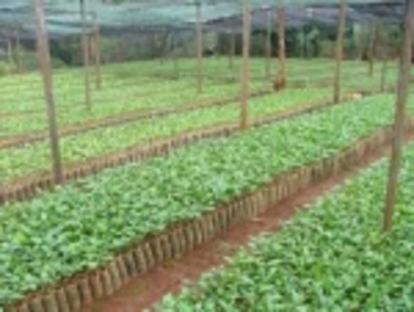 Cây giống bạch đàn nuôi cấy mô tại vườn ươm