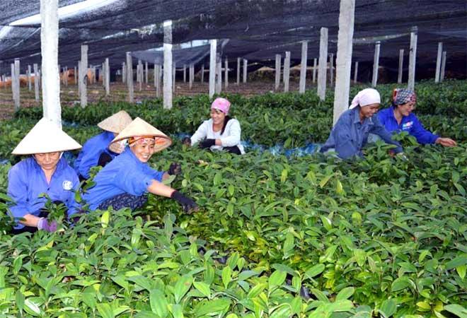 Hình ảnh cây giống bạch đàn mô chất lượng cao tại Vườn Ươm Nam Hải