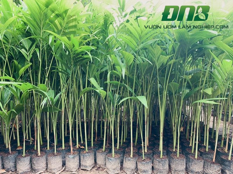 Chuyên gia lâm nghiệp kiểm tra chất lượng cây tràm cành giống tại vườn ươm