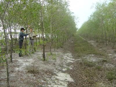 Kỹ thuật chăm sóc tràm cành