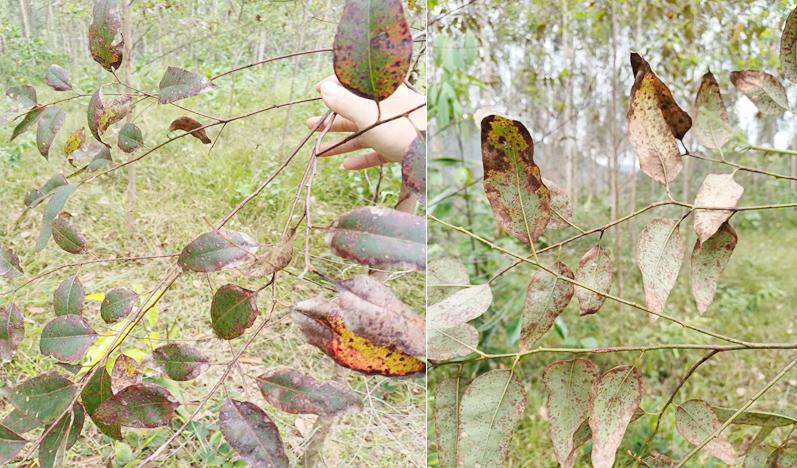 Kiểm tra và phòng trừ sâu bệnh trên cây bạch đàn