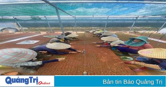 Tràm cành giống chất lượng cao từ Vườn Ươm Nam Hải