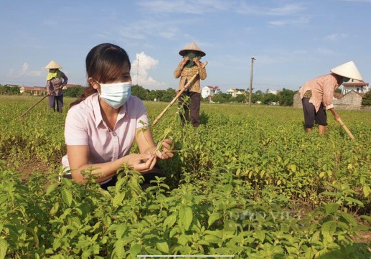 Tổng quan Vườn Ươm Nam Hải nhìn từ trên cao, bạt ngàn cây giống chất lượng