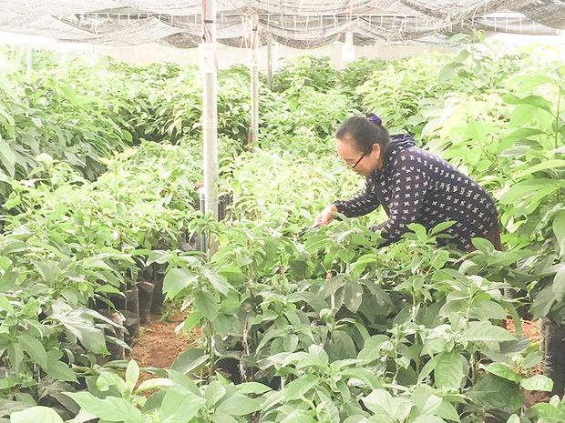 Rừng tràm đã trồng từ cây giống chất lượng phát triển xanh tốt và đồng đều