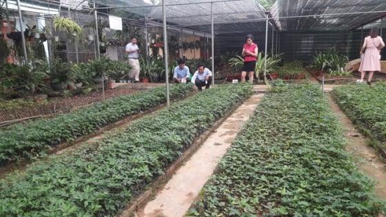 Vườn Ươm Nam Hải - Khu nuôi cấy mô hiện đại
