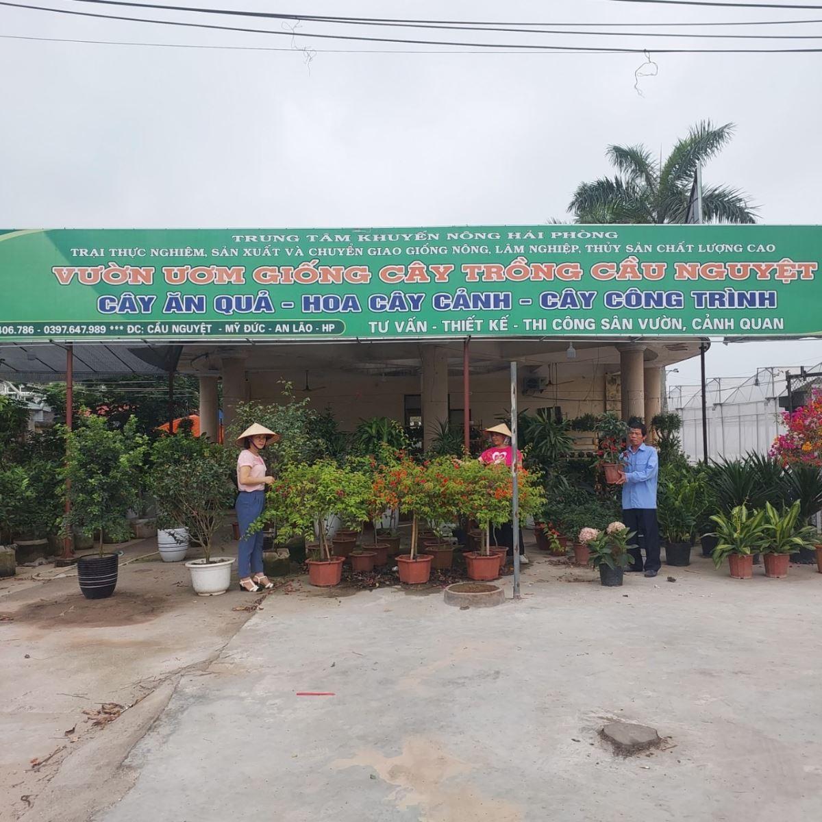 Vườn Ươm Nam Hải - Địa Chỉ Tin Cậy Cung Cấp Cây Giống Chất Lượng